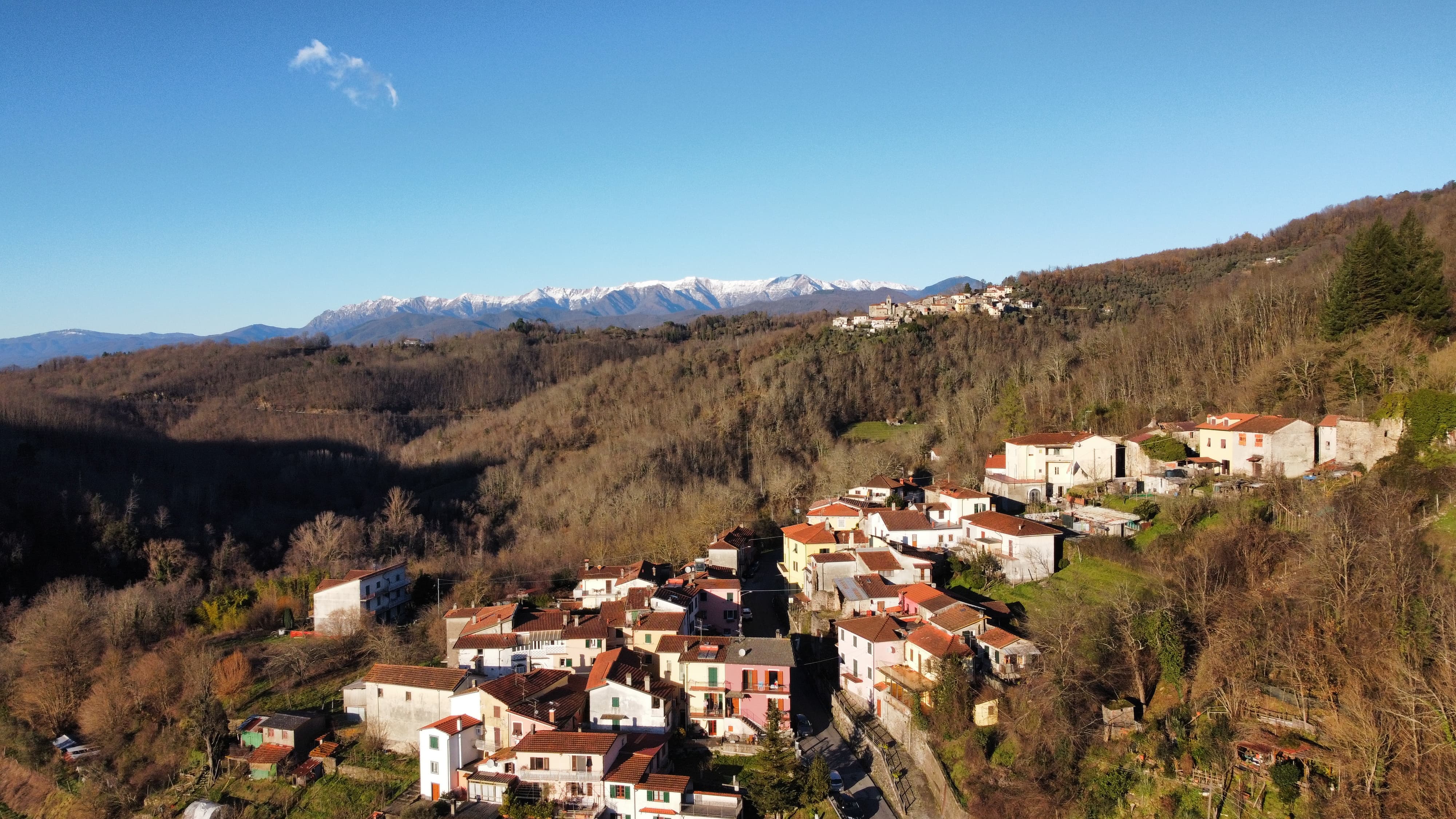 Bardine